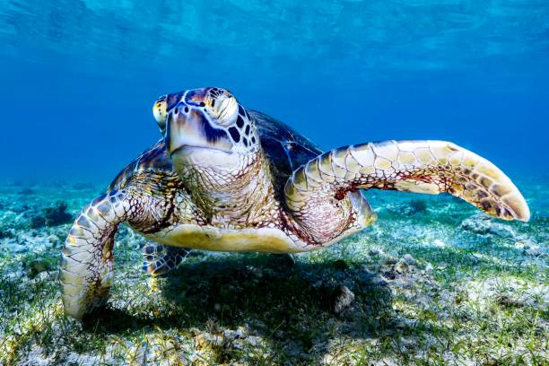istock Green turtle and remora on sea grass 1341029316