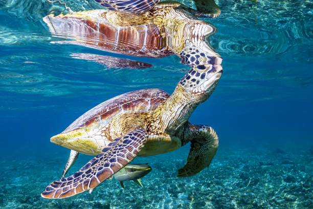 istock Green turtle and remora on sea grass 1341029331