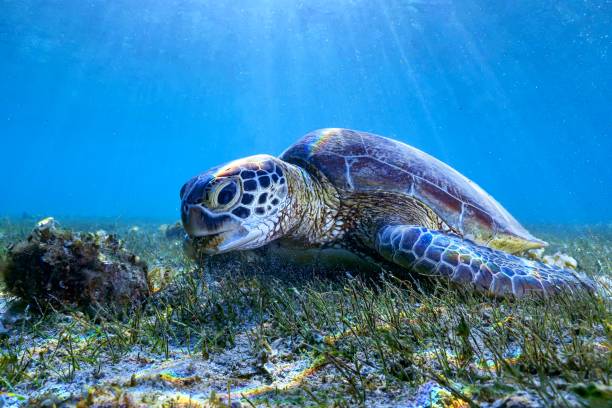 istock Green turtle and remora on sea grass 1341029887