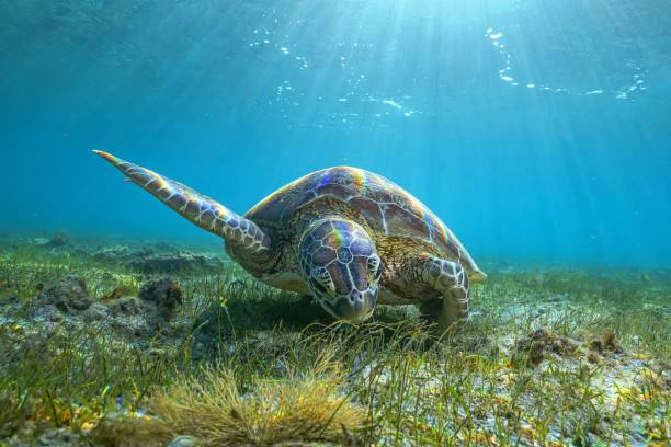 istock Green turtle and remora on sea grass 1341029976