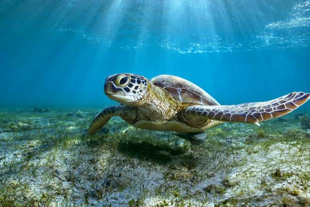 green turtle and remora on sea grass - animal em via de extinção imagens e fotografias de stock