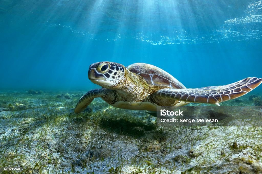 Green turtle and remora on sea grass - 免版稅海龜圖庫照片