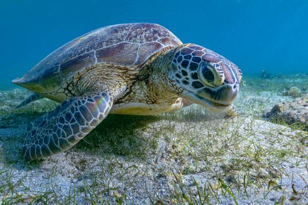 istock Green turtle and remora on sea grass 1341030033