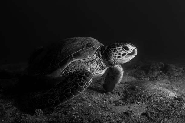 istock Green turtle and remora on sea grass 1341030053