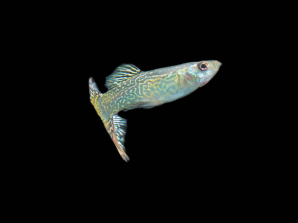 istock zebra fish guppy in black 1341030057