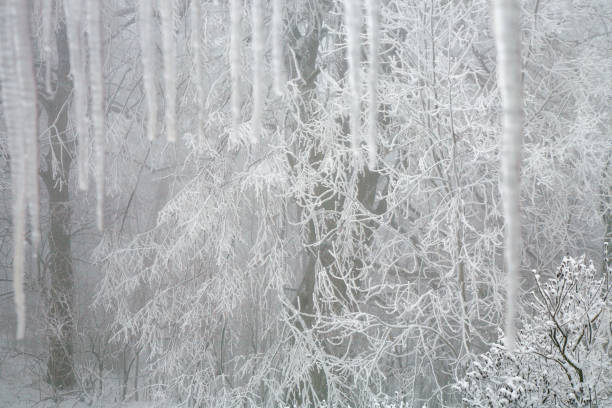 Frosted branches of an aged linden tree. Frame with icicles hanging from the roof.