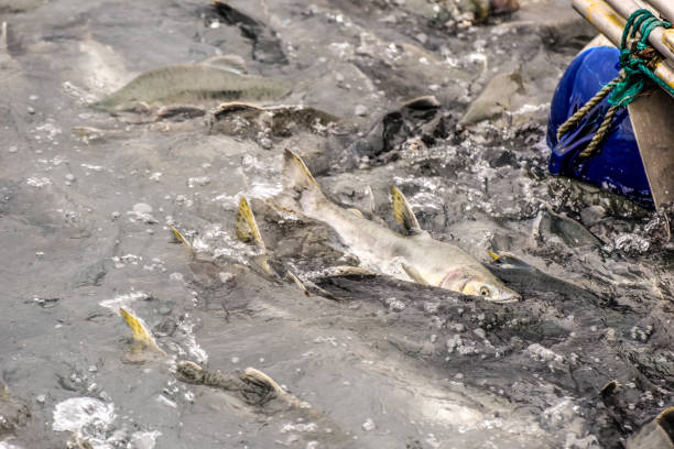 istock Spawning Salmon of Valdez, Alaska 1341030958