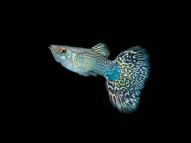 istock mozaik fish guppy swimming 1341031081