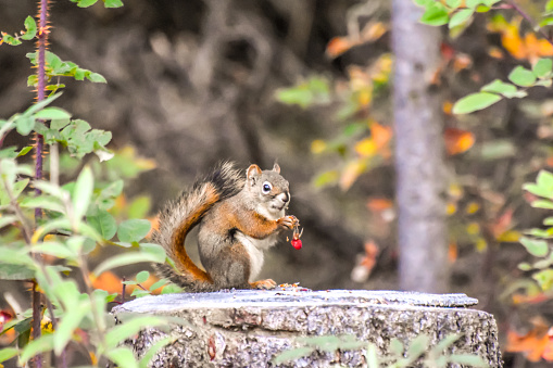 A squirrel takes a moment to enjoy a sweet treat. The rose hips are a treat for the squirrel.