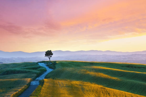 istock Solitude - Landscape in Tuscany at sunset 1341033783