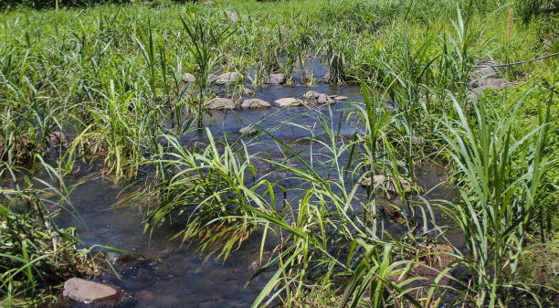 istock Lots of plants thrive in the river 1341037951