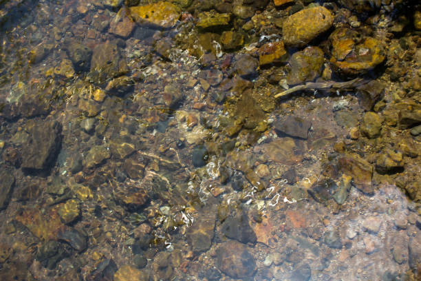 istock The water is very clear in the small river 1341038019
