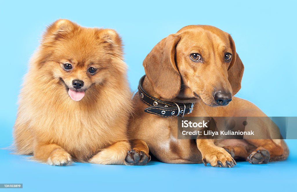 dachshund miniatura Spitz y - Foto de stock de Amistad libre de derechos