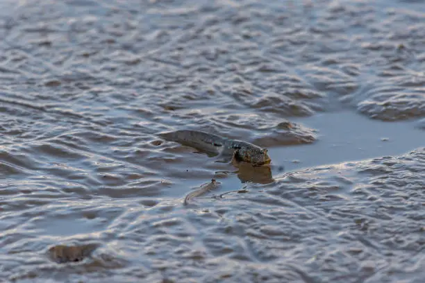 Photo of Creatures on the beach,jumping fish-mudskipper