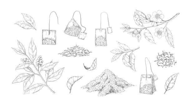 乾燥したお茶のスケッチ。黒と緑の朝の飲み物のための新鮮で乾燥した葉を刻みます。手描き天然要素セット。花やティーバッグで枝を植えます。ベクター植物コレクション - 紅茶点のイラスト素材／クリップアート素材／マンガ素材／アイコン素材