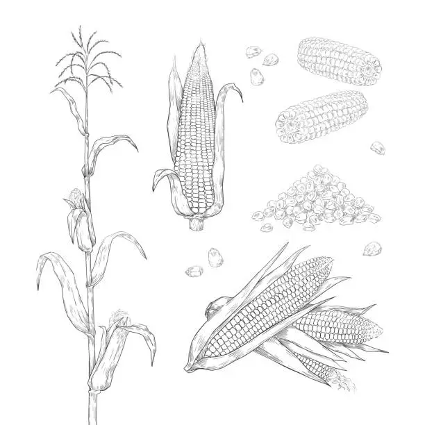 Vector illustration of Hand drawn corn. Sweet maize cobs. Grains and leaves sketch for food package labels and restaurant menu. Agricultural plant and heap of seeds. Vector botanical engraving elements set