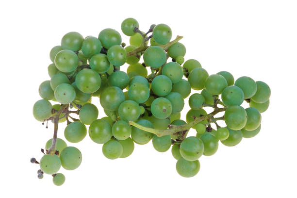 Small green berries of unripe grapes stock photo