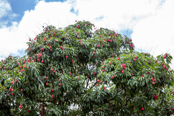 istock Ripe lychee fruits on tree in the plantation 1341041355