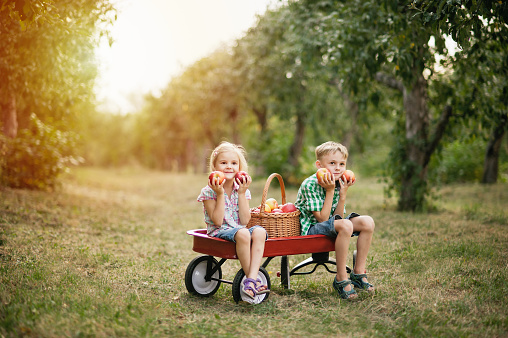 Family picking apples on farm in autumn. Children playing in tree orchard. Cute little girl and boy eating red delicious fruit. Harvest Concept. Apple picking. Sister and brother