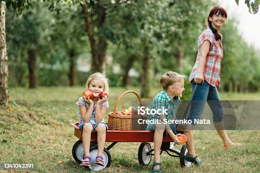istock Child picking apples on farm in autumn. Little girl playing in apple tree orchard. Healthy nutrition. 1341043391