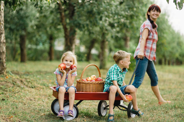 dziecko zbierające jabłka w gospodarstwie jesienią. mała dziewczynka bawiąca się w sadzie jabłoni. zdrowe odżywianie. - juicy childhood colors red zdjęcia i obrazy z banku zdjęć