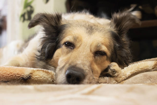 istock Light fluffy dog sleeps on a blanket 1341044144