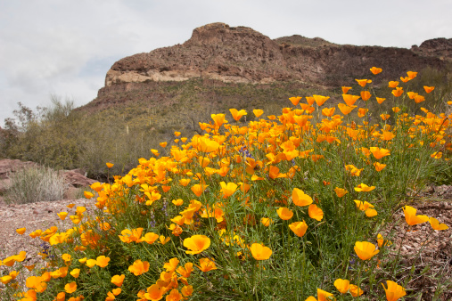 Bright yellow poppies in foreground, Organ Pipe Cactus National monument