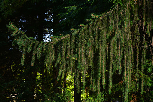 Branch of European spruce or Picea abies. Cultivar Virgata or Snake branch spruce.