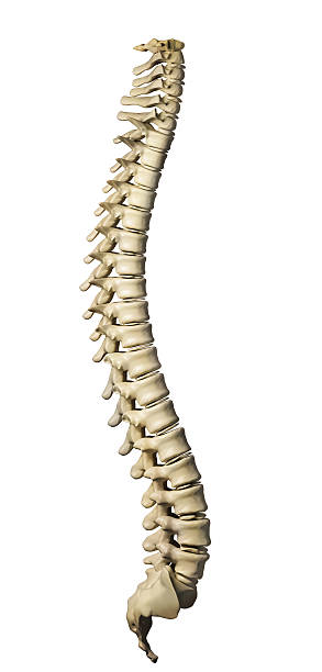 istock A model of the human spine on a white background 134104512