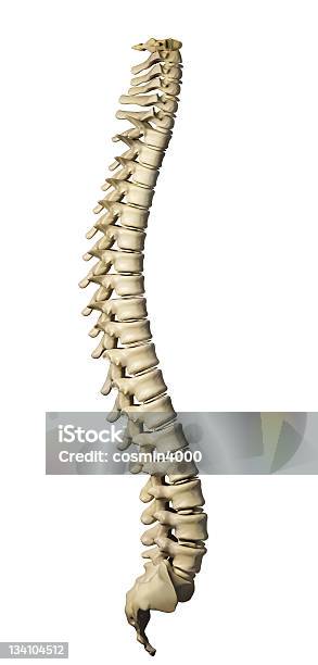 Модели Хребет Человека На Белом Фоне — стоковые фотографии и другие картинки Хребет - часть тела - Хребет - часть тела, Трёхразмерный, Изолированный предмет