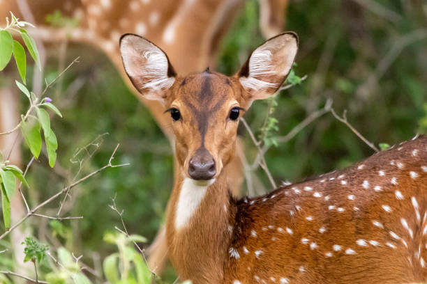 istock Spotted Deer of India 1341048906