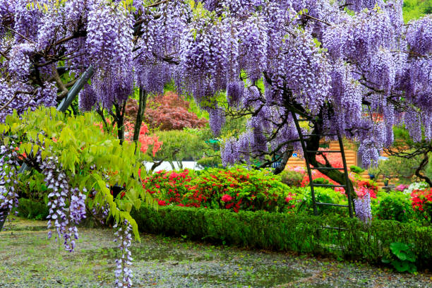 pequeño parque rural con flores de azalea roja y árboles verdes de jardín - wisteria fotografías e imágenes de stock