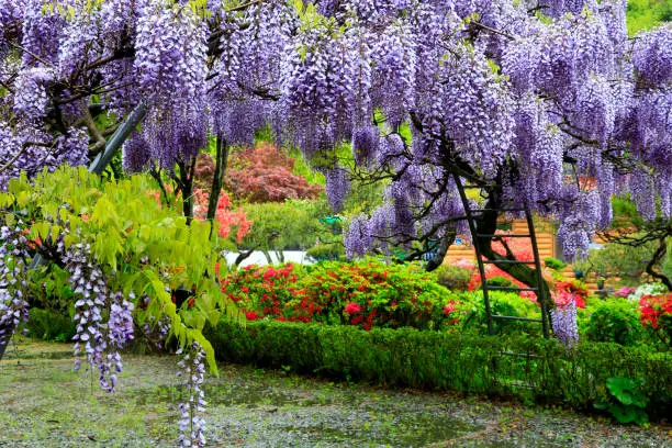 Small rural park with red azalea flowers and green garden trees