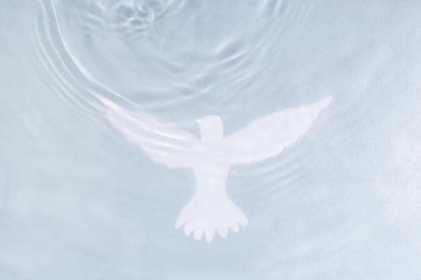 Silhouette of white dove on water background. Baptism symbol. Silhouette of white dove on water background. Baptism symbol. Soft focus, blurred. baptism stock pictures, royalty-free photos & images
