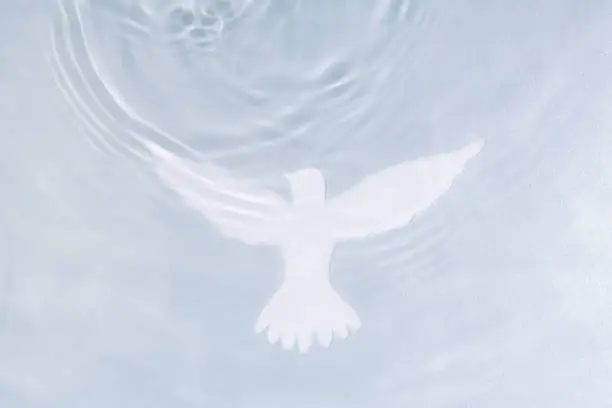 Silhouette of white dove on water background. Baptism symbol. Soft focus, blurred.