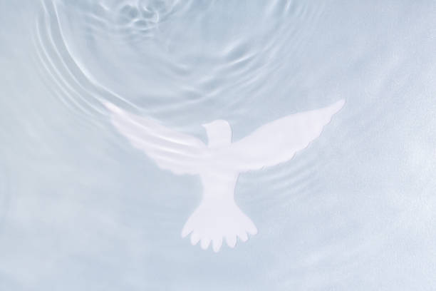 silhouette of white dove on water background. baptism symbol. - batismo imagens e fotografias de stock