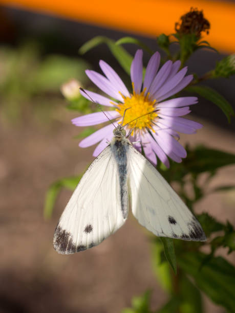 istock white butterfly on a flower 1341059515