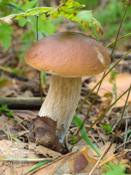 istock mushroom in the forest 1341059523