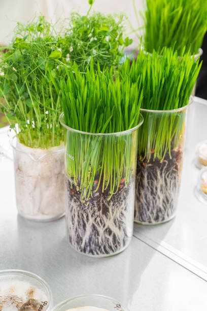 istock Germination and energy analysis of plants on table in laboratory 1341059790
