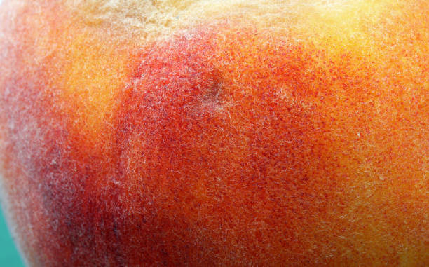 istock close up organic peach detail 1341059879