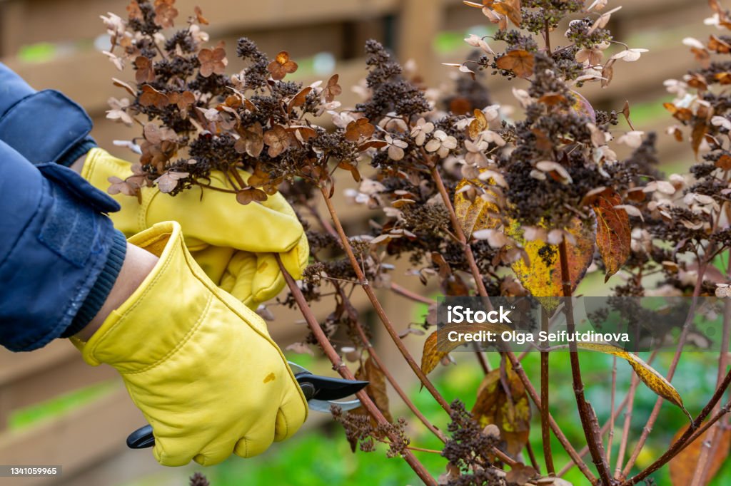 Bush hydrangea cutting or trimming with secateur in the garden - Royalty-free Snoeien Stockfoto