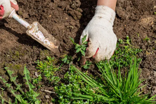 hands of gardener with weed in the vegetable garden . High quality photo