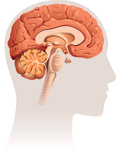Brain section Sagittal section of brain, vector file coloured with gradient and easy to change colour medulla stock illustrations