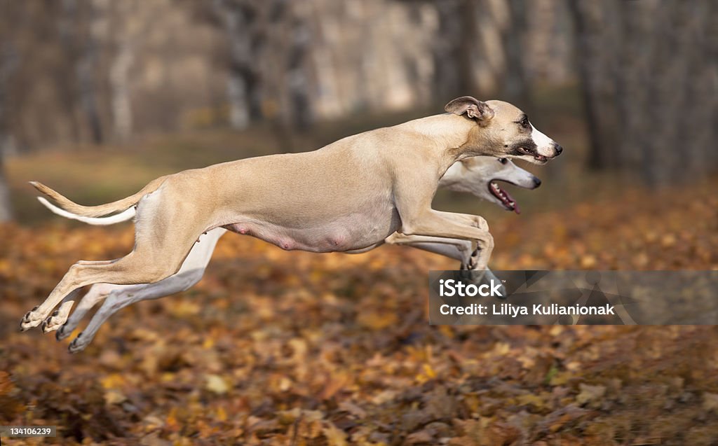 Собака Уиппет прыжок - Стоковые фото Без людей роялти-фри