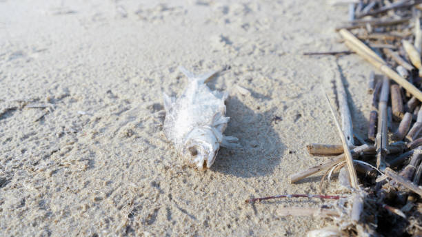 istock dead fish on hot sand, global warming, climate change 1341063279