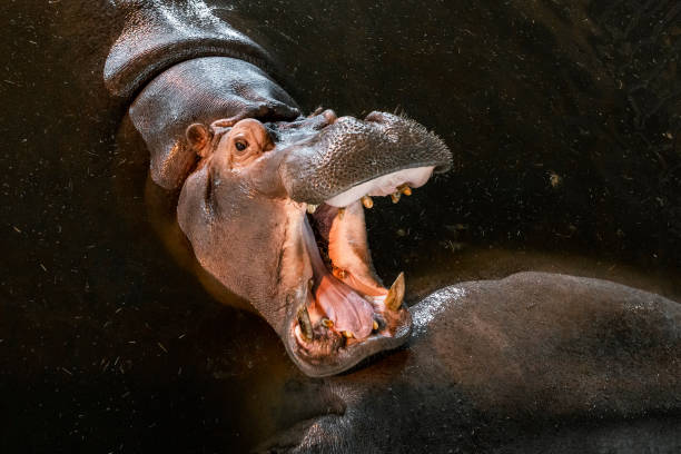 istock Big angry ferocious hippo roaring with open mouth 1341063546