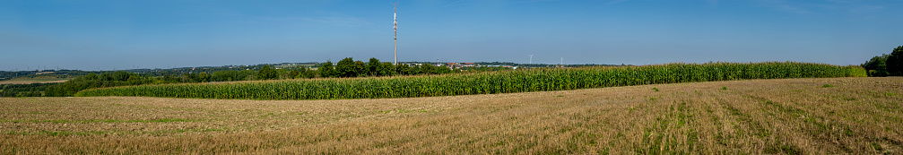 Corn Field Panorama in Summer Season
