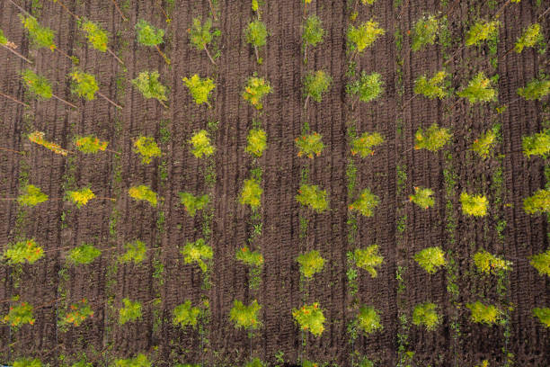 istock Top view of rows of trees in a tree nursery 1341065194