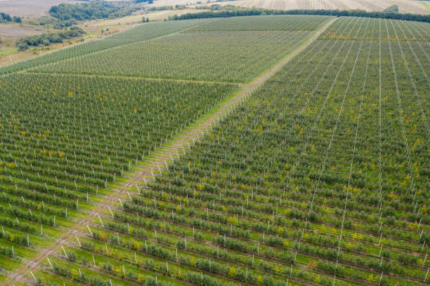 istock Aerial view of apple orchard 1341065227