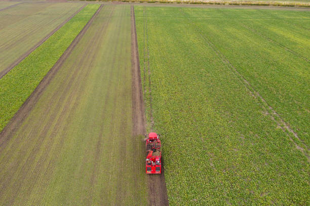 istock Combine harvester harvests sugar beet 1341065284